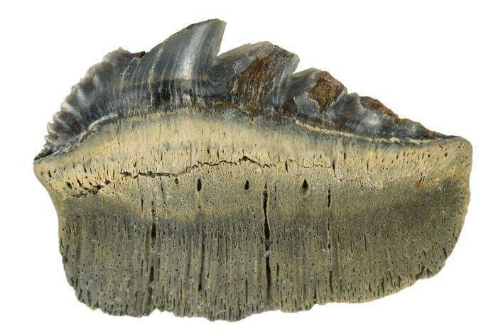 Fossil Cow Shark (Notorhynchus) Tooth - Aurora, NC #184324